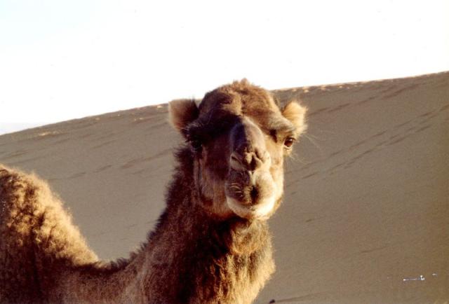 Portrait of a camel.jpg